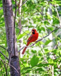 cardinal, bird, branch-6343839.jpg